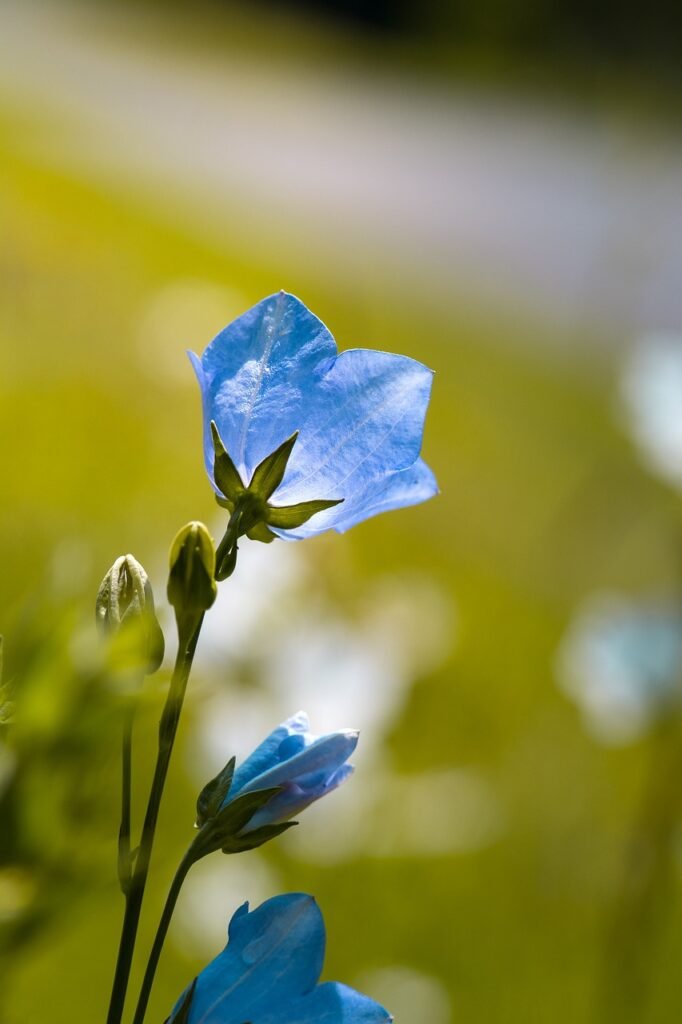 flowers, bellflowers, blue-1512646.jpg