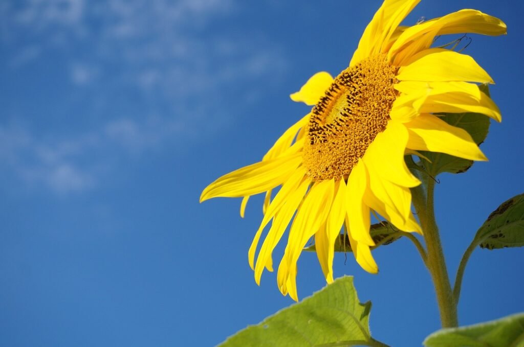 sunflower, sky, bees-1537113.jpg